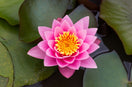 Lotus Flower Floating