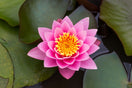 Lotus Flower Floating
