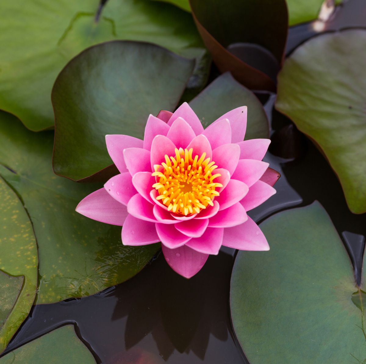 Lotus Flower Floating 